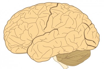 科学家通过重新编程关键免疫细胞以对致命脑癌发起攻击